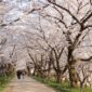 東京多摩地区の桜の名所