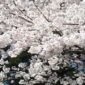 茨城県の桜の名所