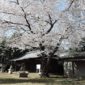 満開の桜