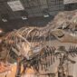 ティラノサウルスの骨格模型